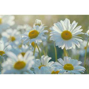 Tableau Des Fleurs Blanches